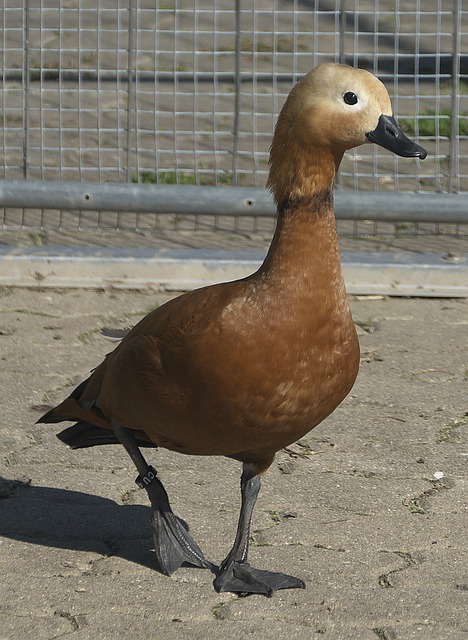Nikol